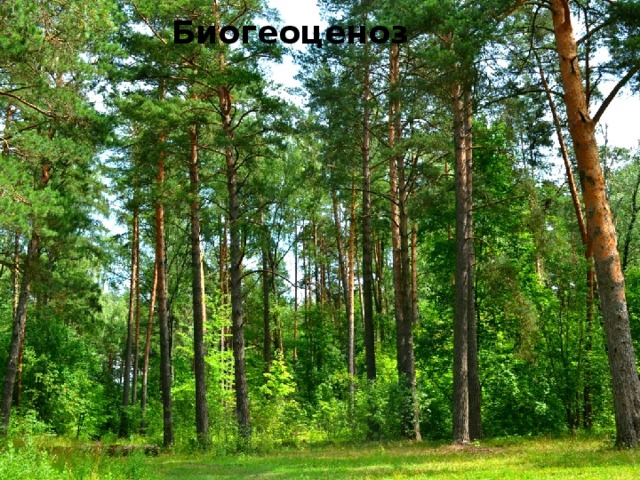 Биогеоценоз 