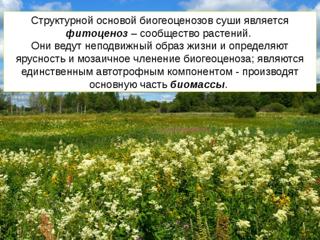 Структурной основой биогеоценозов суши является фитоценоз – сообщество растений. Они ведут неподвижный образ жизни и определяют ярусность и мозаичное членение биогеоценоза; являются единственным автотрофным компонентом - производят основную часть биомассы . 