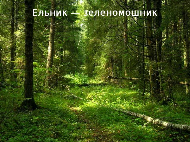 Ельник — зеленомошник 