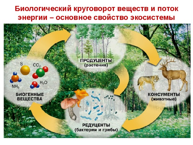Биологический круговорот веществ и поток энергии – основное свойство экосистемы 