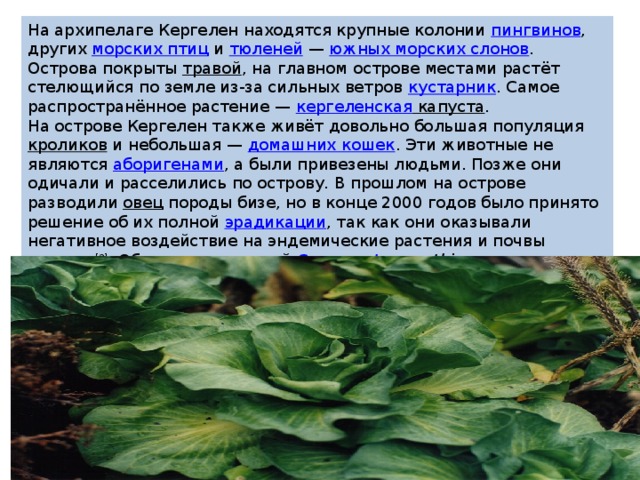 На архипелаге Кергелен находятся крупные колонии  пингвинов , других  морских птиц  и  тюленей  —  южных морских слонов . Острова покрыты  травой , на главном острове местами растёт стелющийся по земле из-за сильных ветров  кустарник . Самое распространённое растение —  кергеленская капуста . На острове Кергелен также живёт довольно большая популяция  кроликов  и небольшая —  домашних кошек . Эти животные не являются  аборигенами , а были привезены людьми. Позже они одичали и расселились по острову. В прошлом на острове разводили  овец  породы бизе, но в конце 2000 годов было принято решение об их полной  эрадикации , так как они оказывали негативное воздействие на эндемические растения и почвы острова [2] . Обнаружен муравей  Camponotus  werthi . 