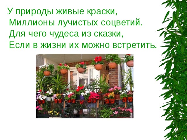  У природы живые краски,  Миллионы лучистых соцветий.  Для чего чудеса из сказки,  Если в жизни их можно встретить.   