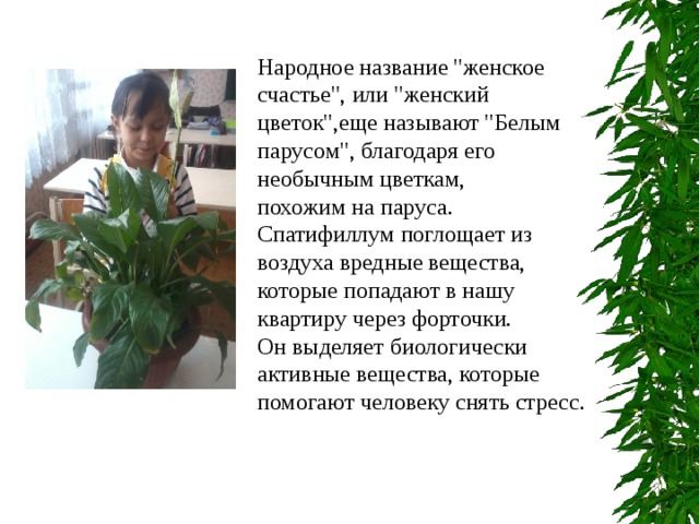 Народное название 