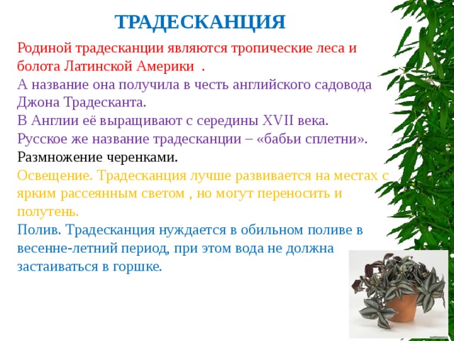 ТРАДЕСКАНЦИЯ Родиной традесканции являются тропические леса и болота Латинской Америки . А название она получила в честь английского садовода Джона Традесканта. В Англии её выращивают с середины XVII века. Русское же название традесканции – «бабьи сплетни». Размножение черенками. Освещение. Традесканция лучше развивается на местах с ярким рассеянным светом , но могут переносить и полутень. Полив. Традесканция нуждается в обильном поливе в весенне-летний период, при этом вода не должна застаиваться в горшке. 