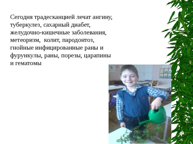 Сегодня традесканцией лечат ангину, туберкулез, сахарный диабет, желудочно-кишечные заболевания, метеоризм, колит, пародонтоз, гнойные инфицированные раны и фурункулы, раны, порезы, царапины и гематомы 