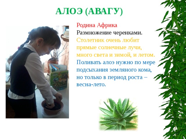 АЛОЭ (АВАГУ) Родина Африка Размножение черенками. Столетник очень любит прямые солнечные лучи, много света и зимой, и летом. Поливать алоэ нужно по мере подсыхания земляного кома, но только в период роста – весна-лето. 
