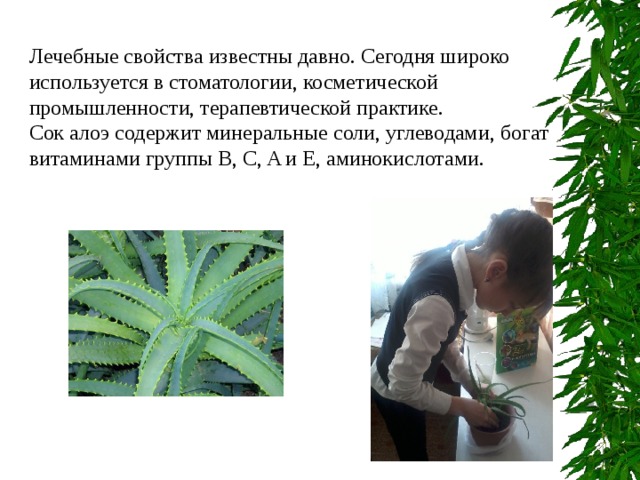 Лечебные свойства известны давно. Сегодня широко используется в стоматологии, косметической промышленности, терапевтической практике. Сок алоэ содержит минеральные соли, углеводами, богат витаминами группы B , C, A и E, аминокислотами. 