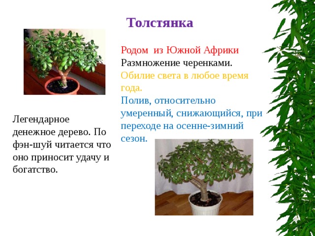 Толстянка Родом из Южной Африки Размножение черенками. Обилие света в любое время года. Полив, относительно умеренный, снижающийся, при переходе на осенне-зимний сезон. Легендарное денежное дерево. По фэн-шуй читается что оно приносит удачу и богатство. 