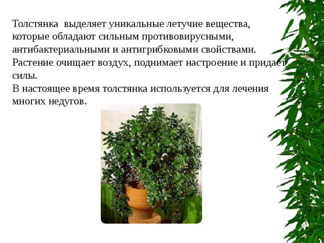 Толстянка выделяет уникальные летучие вещества, которые обладают сильным противовирусными, антибактериальными и антигрибковыми свойствами. Растение очищает воздух, поднимает настроение и придает силы. В настоящее время толстянка используется для лечения многих недугов. 