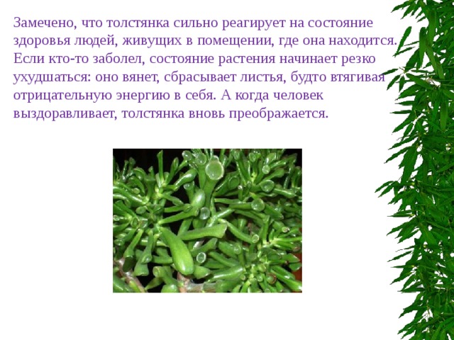 Замечено, что толстянка сильно реагирует на состояние здоровья людей, живущих в помещении, где она находится. Если кто-то заболел, состояние растения начинает резко ухудшаться: оно вянет, сбрасывает листья, будто втягивая отрицательную энергию в себя. А когда человек выздоравливает, толстянка вновь преображается. 
