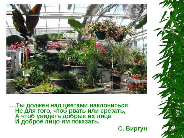  … Ты должен над цветами наклониться  Не для того, чтоб рвать или срезать,  А чтоб увидеть добрые их лица  И доброе лицо им показать.  С. Виргун 