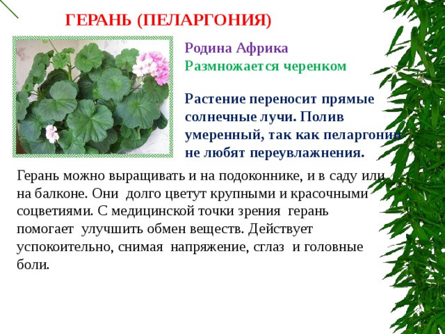 ГЕРАНЬ (ПЕЛАРГОНИЯ) Родина Африка Размножается черенком Растение переносит прямые солнечные лучи. Полив умеренный, так как пеларгонии не любят переувлажнения. Герань можно выращивать и на подоконнике, и в саду или на балконе. Они долго цветут крупными и красочными соцветиями. С медицинской точки зрения герань помогает улучшить обмен веществ. Действует успокоительно, снимая напряжение, сглаз и головные боли. 