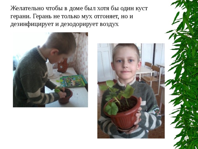 Желательно чтобы в доме был хотя бы один куст герани. Герань не только мух отгоняет, но и дезинфицирует и дезодорирует воздух 