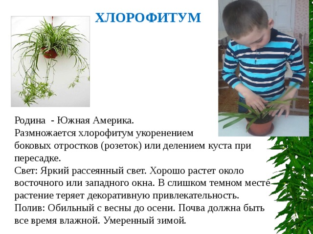 ХЛОРОФИТУМ Родина - Южная Америка. Размножается хлорофитум укоренением боковых отростков (розеток) или делением куста при пересадке. Свет: Яркий рассеянный свет. Хорошо растет около восточного или западного окна. В слишком темном месте растение теряет декоративную привлекательность. Полив: Обильный с весны до осени. Почва должна быть все время влажной. Умеренный зимой. 