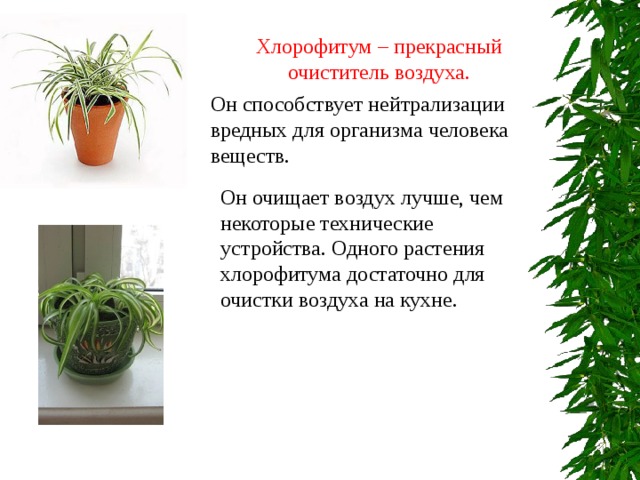 Хлорофитум – прекрасный очиститель воздуха. Он способствует нейтрализации вредных для организма человека веществ. Он очищает воздух лучше, чем некоторые технические устройства. Одного растения хлорофитума достаточно для очистки воздуха на кухне. 