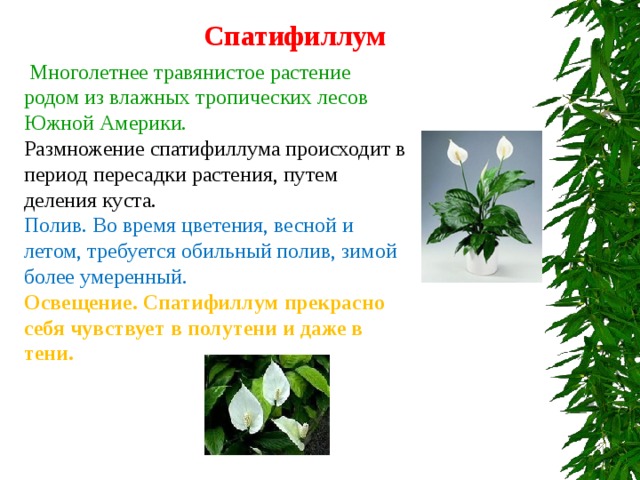 Спатифиллум  Многолетнее травянистое растение родом из влажных тропических лесов Южной Америки. Размножение спатифиллума происходит в период пересадки растения, путем деления куста. Полив. Во время цветения, весной и летом, требуется обильный полив, зимой более умеренный. Освещение. Спатифиллум прекрасно себя чувствует в полутени и даже в тени. 