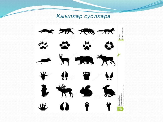 Кыыллар суоллара 