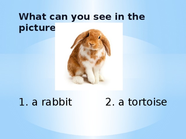 What can you see in the picture? 1. a rabbit 2. a tortoise 