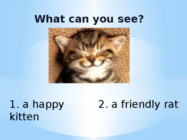 What can you see? 1. a happy kitten 2. a friendly rat 