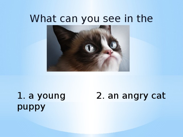 What can you see in the picture? 1. a young puppy 2. an angry cat 