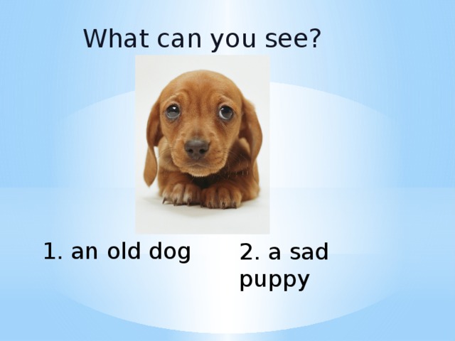 What can you see? 1. an old dog 2. a sad puppy 