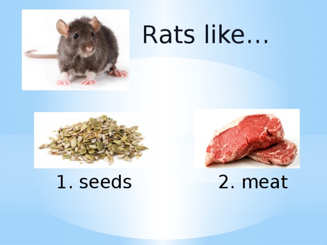 Rats like… 1. seeds 2. meat 