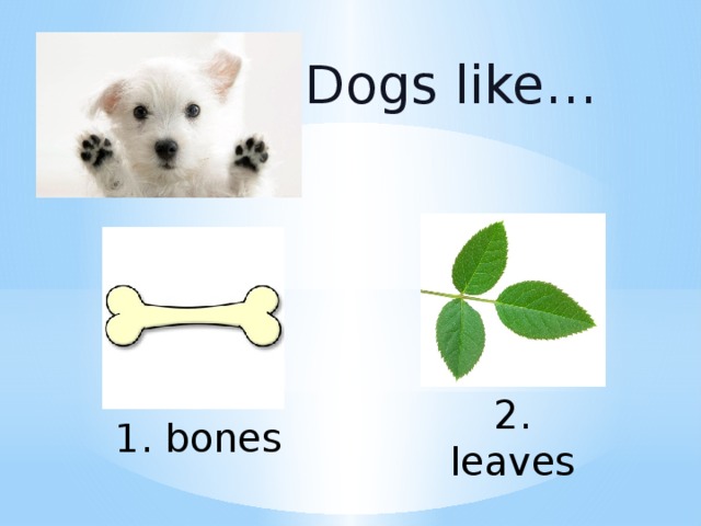 Dogs like… 2. leaves 1. bones 