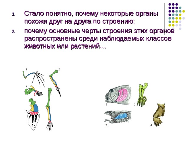 Стало понятно, почему некоторые органы похожи друг на друга по строению; почему основные черты строения этих органов распространены среди наблюдаемых классов животных или растений… Стало понятно, почему некоторые органы похожи друг на друга по строению; почему основные черты строения этих органов распространены среди наблюдаемых классов животных или растений; почему жизненные условия вызывают изменение органов при их приспособлении к новым условиям, сохраняя при этом общность строения и почему, наконец, существуют остаточные органы и каково их значение.  