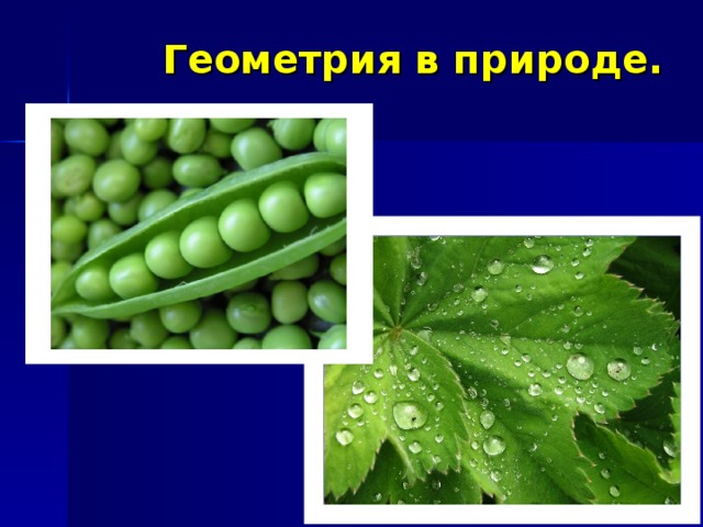 Геометрия в природе.  