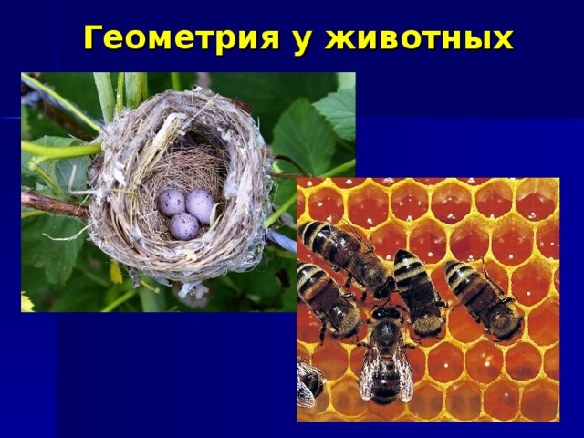 Геометрия у животных  