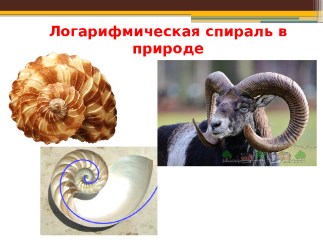 Логарифмическая спираль в природе 