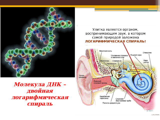 Молекула ДНК – двойная логарифмическая спираль 