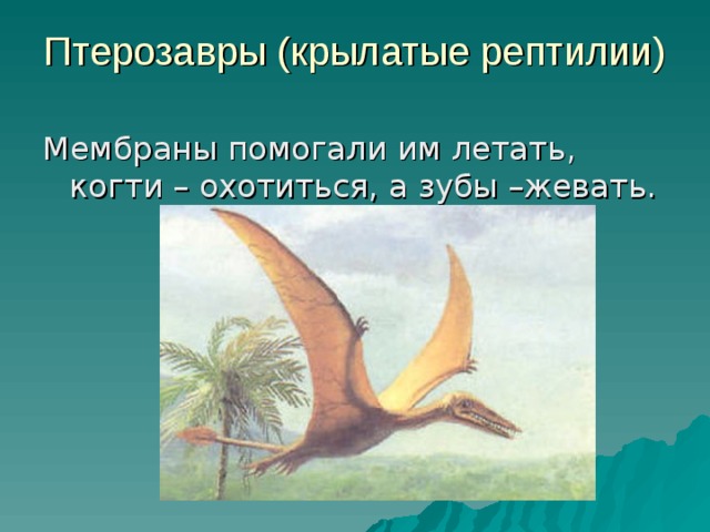 Птерозавры (крылатые рептилии)   Мембраны помогали им летать, когти – охотиться, а зубы –жевать. 