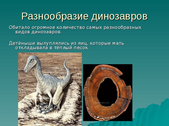 Разнообразие динозавров Обитало огромное количество самых разнообразных видов динозавров. Детёныши вылуплялись из яиц, которые мать откладывала в тёплый песок 