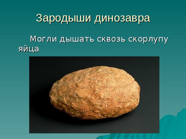 Зародыши динозавра   Могли дышать сквозь скорлупу яйца 