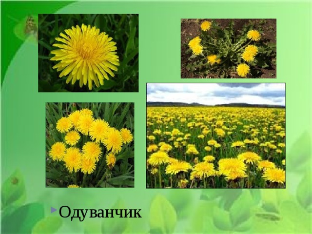 Он спешит Одуванчик 