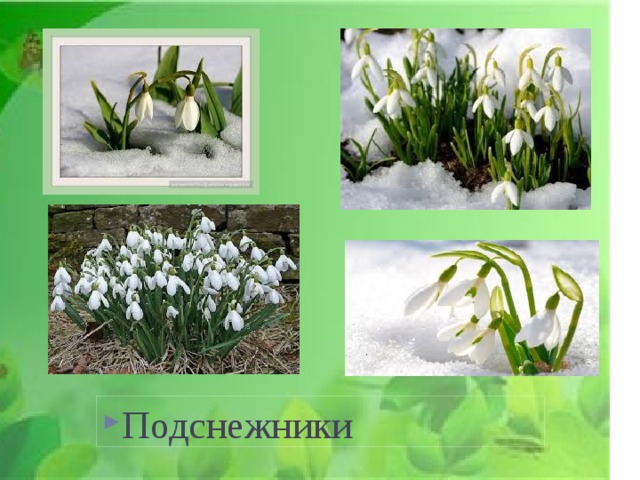 Подснежники 