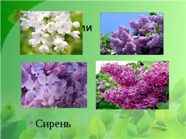 Над кустами Сирень 