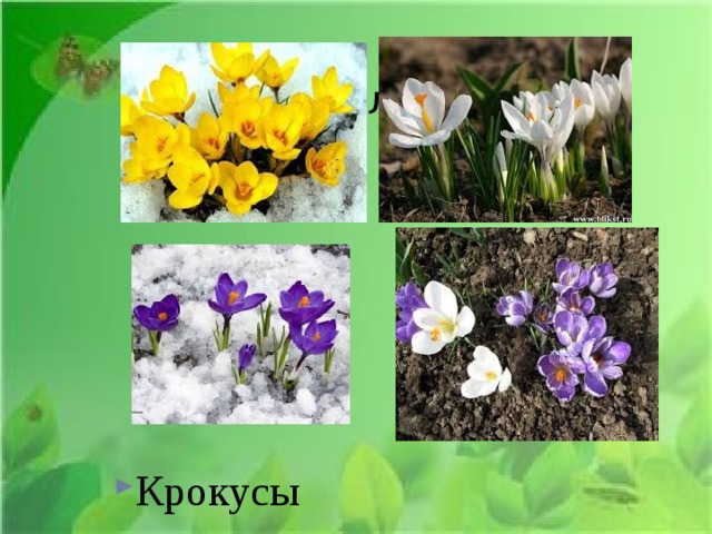 Жёлтый, белы:    Крокусы 