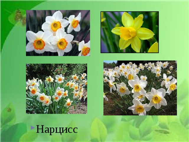 Он –… Нарцисс 
