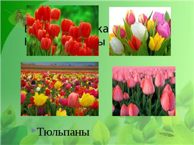 В палисадниках  Нам нарциссы и Тюльпаны 
