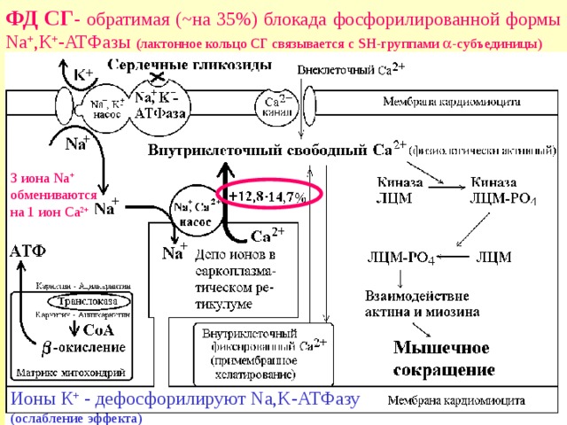 ФД СГ - обратимая ( ~ на 35%) блокада фосфорилированной формы N а + , K + - AT Фазы (лактонное кольцо СГ связывается с SH- группами  -субъединицы) 3 иона Na + обмениваются на 1 ион Ca 2+ Ионы К + - дефосфорилируют Na,K- АТФазу (ослабление эффекта) 
