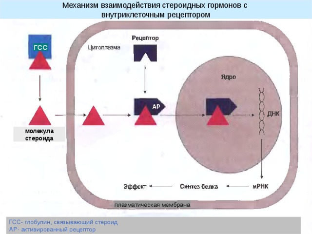 Механизм взаимодействия стероидных гормонов с внутриклеточным рецептором ГСС молекула стероида плазматическая мембрана ГСС- глобулин, связывающий стероид АР- активированный рецептор 