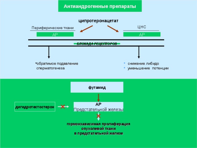 Антиандрогенные препараты ципротеронацетат ЦНС Периферические ткани АР АР БЛОКАДА РЕЦЕПТОРОВ  снижение либидо  уменьшение потенции обратимое подавление  сперматогенеза футамид дигидротестостерон АР Предстательной железы гормонзависимая пролиферация  опухолевой ткани в предстательной железе  