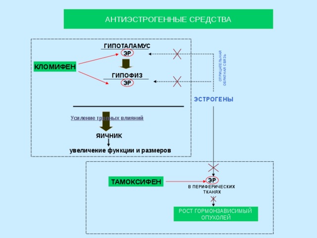 ОТРИЦАТЕЛЬНАЯ  ОБРАТНАЯ СВЯЗЬ АНТИЭСТРОГЕННЫЕ СРЕДСТВА ГИПОТАЛАМУС ЭР   ГИПОФИЗ ЭР КЛОМИФЕН ЭСТРОГЕНЫ Усиление тропных влияний ЯИЧНИК   увеличение функции и размеров  ТАМОКСИФЕН ЭР В ПЕРИФЕРИЧЕСКИХ ТКАНЯХ РОСТ ГОРМОНЗАВИСИМЫЙ ОПУХОЛЕЙ 