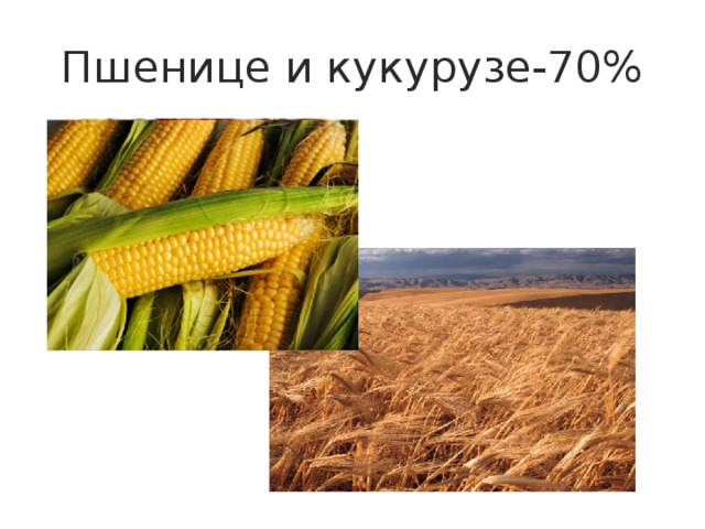 Пшенице и кукурузе-70% 