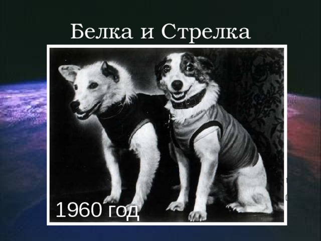 Белка и Стрелка 1960 год