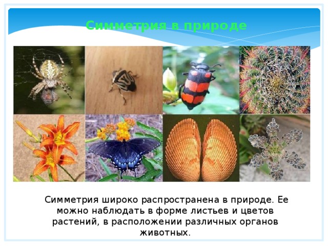 Симметрия в природе  Симметрия широко распространена в природе. Ее можно наблюдать в форме листьев и цветов растений, в расположении различных органов животных. 