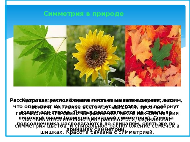 Симметрия в природе Рассматривая расположение листьев на ветке дерева, видим, что один лист не только отстоит от другого , но и повёрнут вокруг оси ствола. Листья располагаются на стволе по винтовой линии (принцип винтовой симметрии). Семена подсолнечника располагаются по спиралям, опять же по принципу симметрии.  Красота растений привлекала внимание математиков веками. Активнее всего изучались интересные геометрические свойства растений, такие как симметрия листьев относительно центральной оси, радиальная симметрия цветов, и спиральное расположение семечек в шишках. Красота связана с симметрией. 
