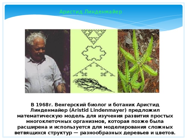 Аристид Линденмайер В 1968г. Венгерский биолог и ботаник Аристид Линденмайер (Aristid Lindenmayer) предложил математическую модель для изучения развития простых многоклеточных организмов, которая позже была расширена и используется для моделирования сложных ветвящихся структур — разнообразных деревьев и цветов. 